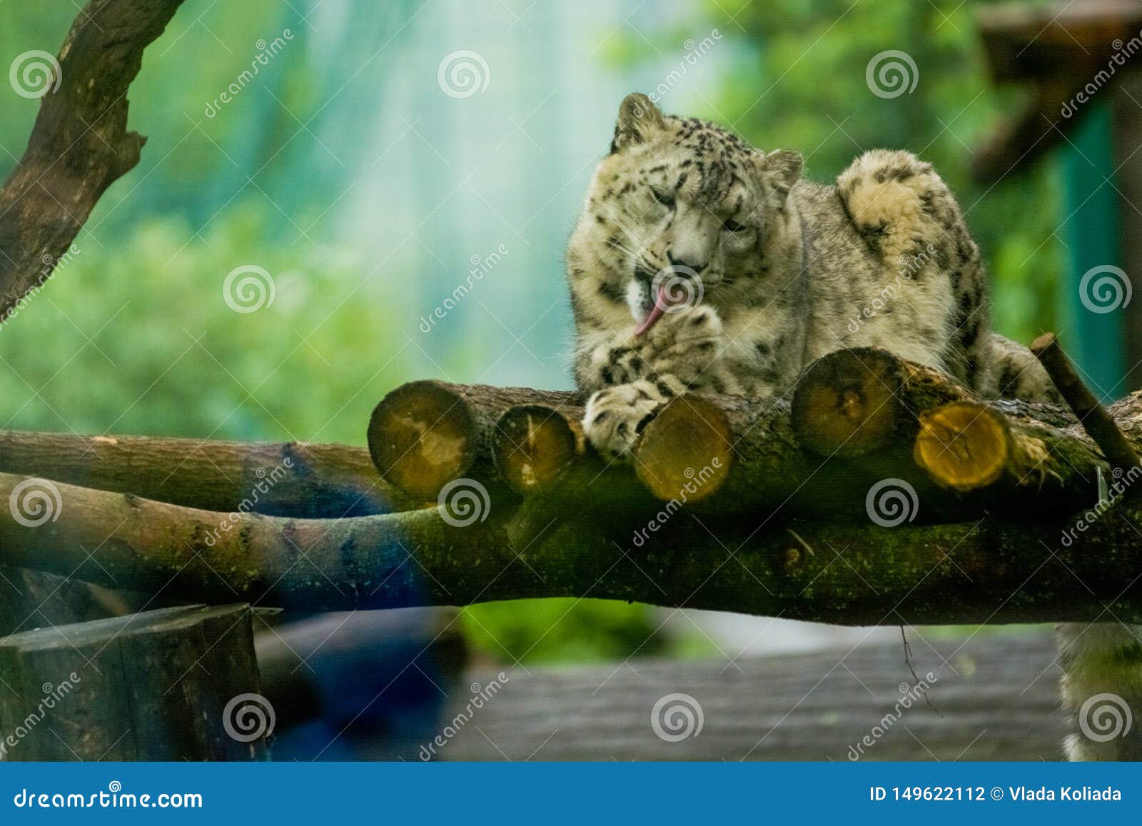 germany exotic animal germany exotic animal
