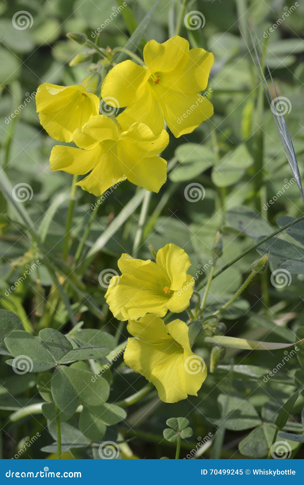 bermuda buttercup control bermuda buttercup control