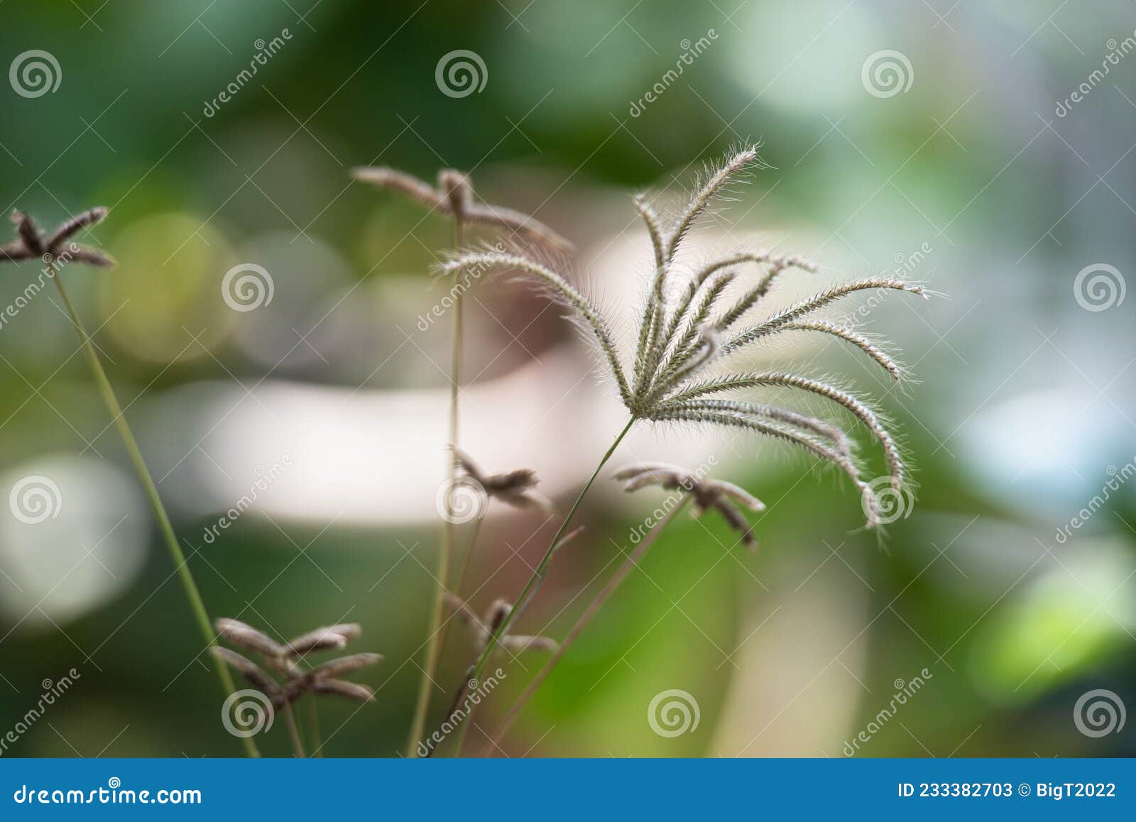 bermuda grass flowers close up