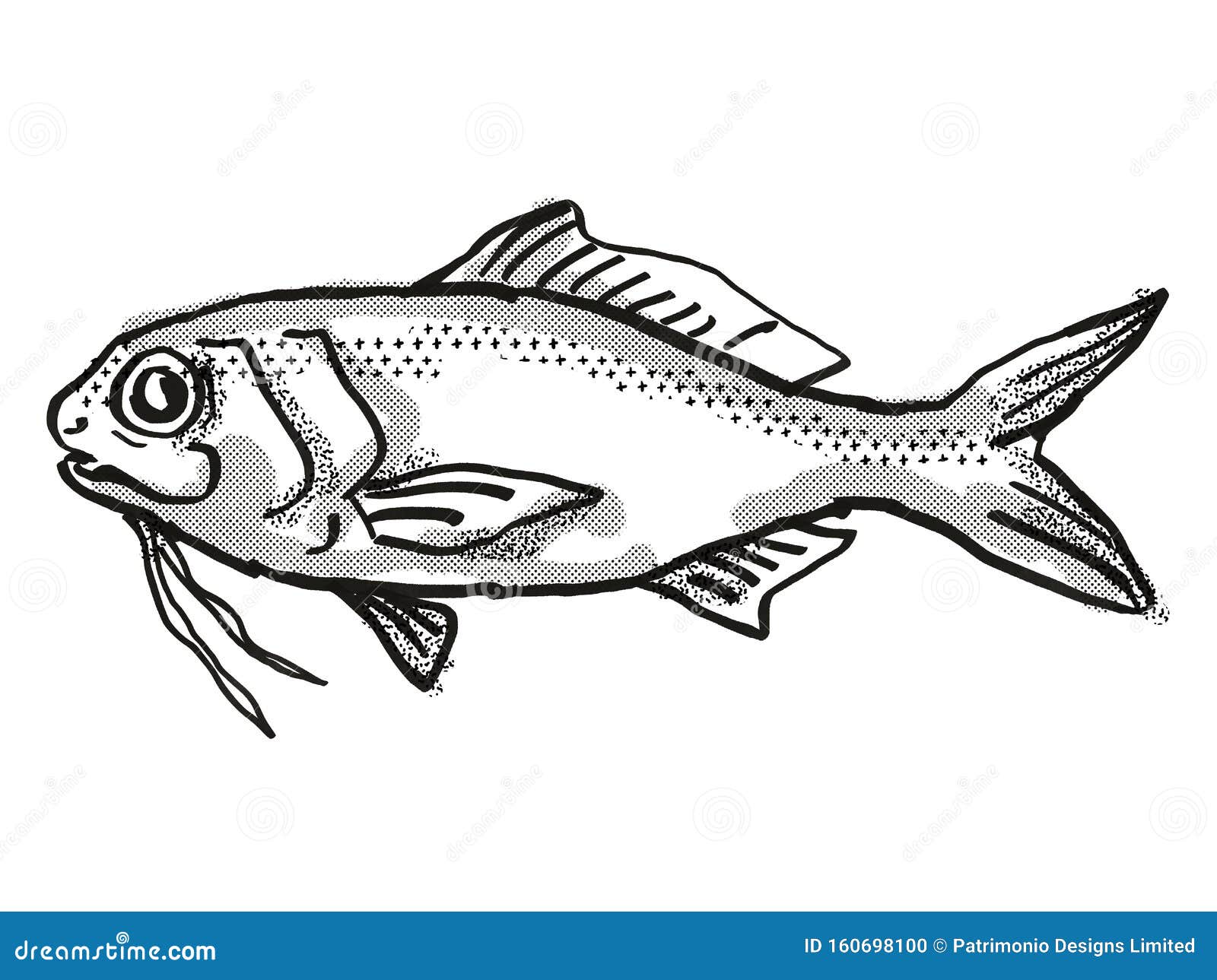 berndt`s beardfish australian fish cartoon retro drawing