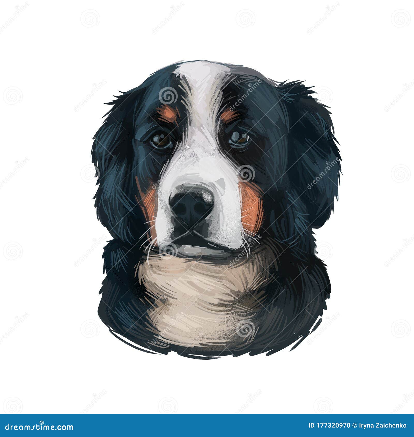 Bernedoodle Dog Cross Breed Of Bernese Mountain Dog And Poodle Isolated On White Stock Illustration Illustration Of Cute Drawing 177320970