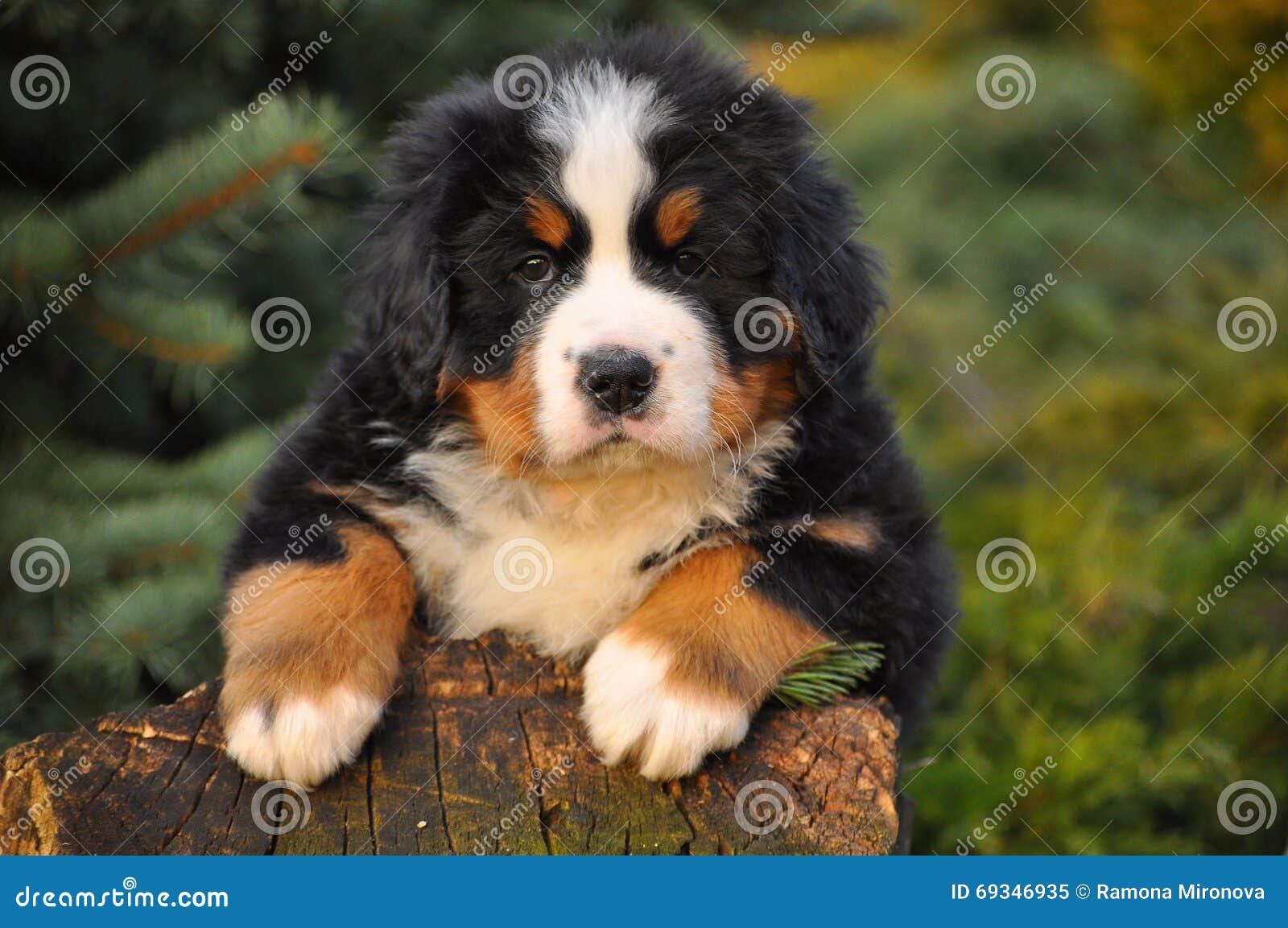 Berner puppy stock image. of tricolor - 69346935