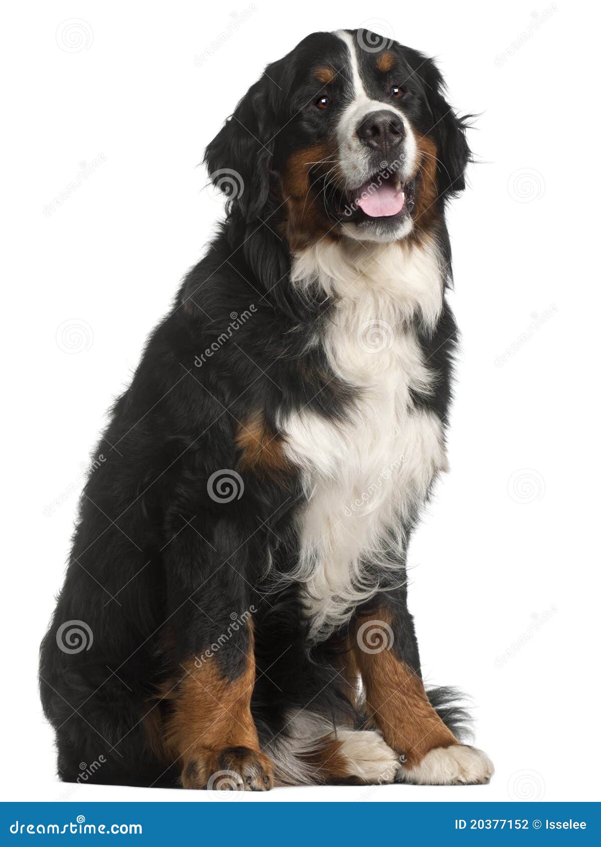 9 month old bernese mountain dog