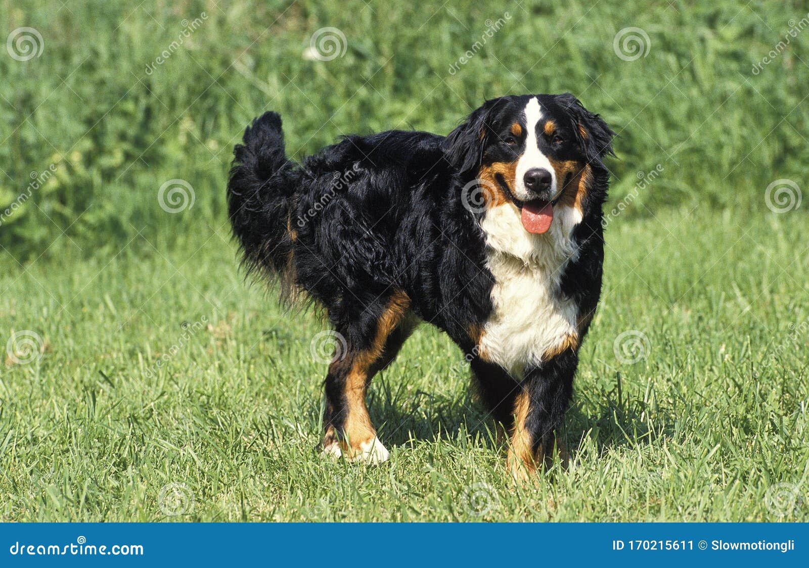 Bouvier Bernois Stock Image Image Of Quarter Three Bouvier Bernois Stock Image Image Of Quarter Three