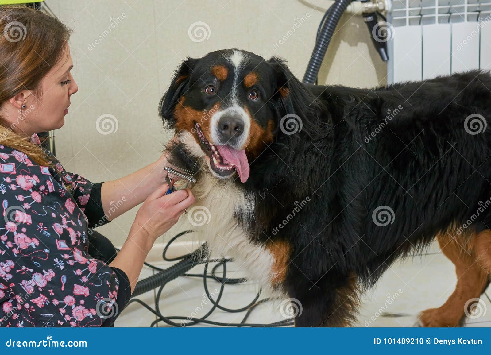 Bernese Mountain Dog Being Groomed. Stock Photo Image of