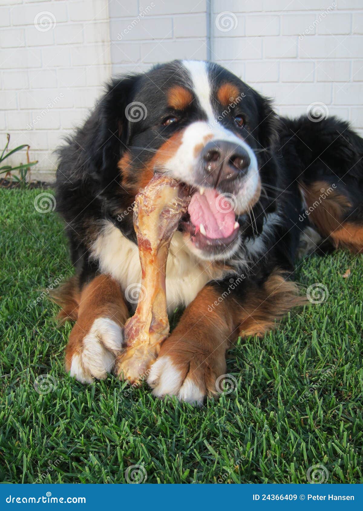 Bernese Mountain Dog Chewing Bone Stock Image Image of behaviour