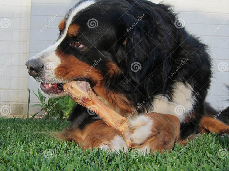 Bernese Mountain Dog Chewing Bone Stock Photo Image of expression