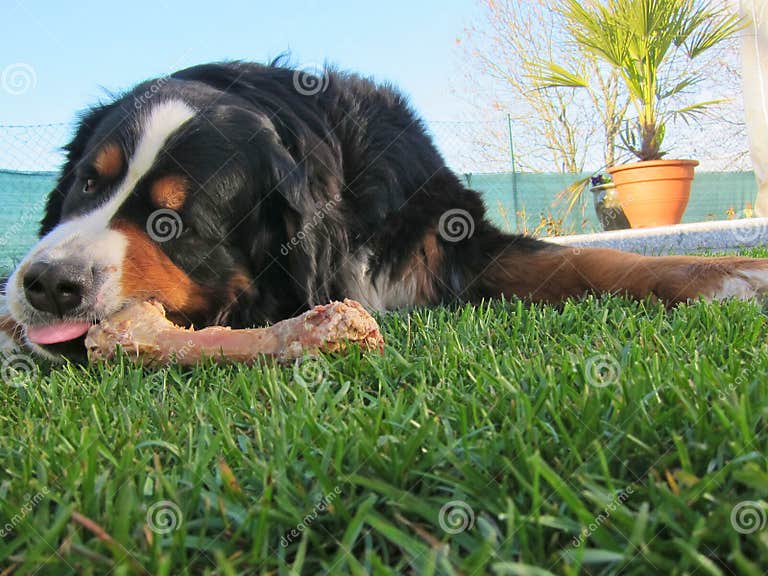 Bernese Mountain Dog Chewing Bone Stock Image Image of pedigree