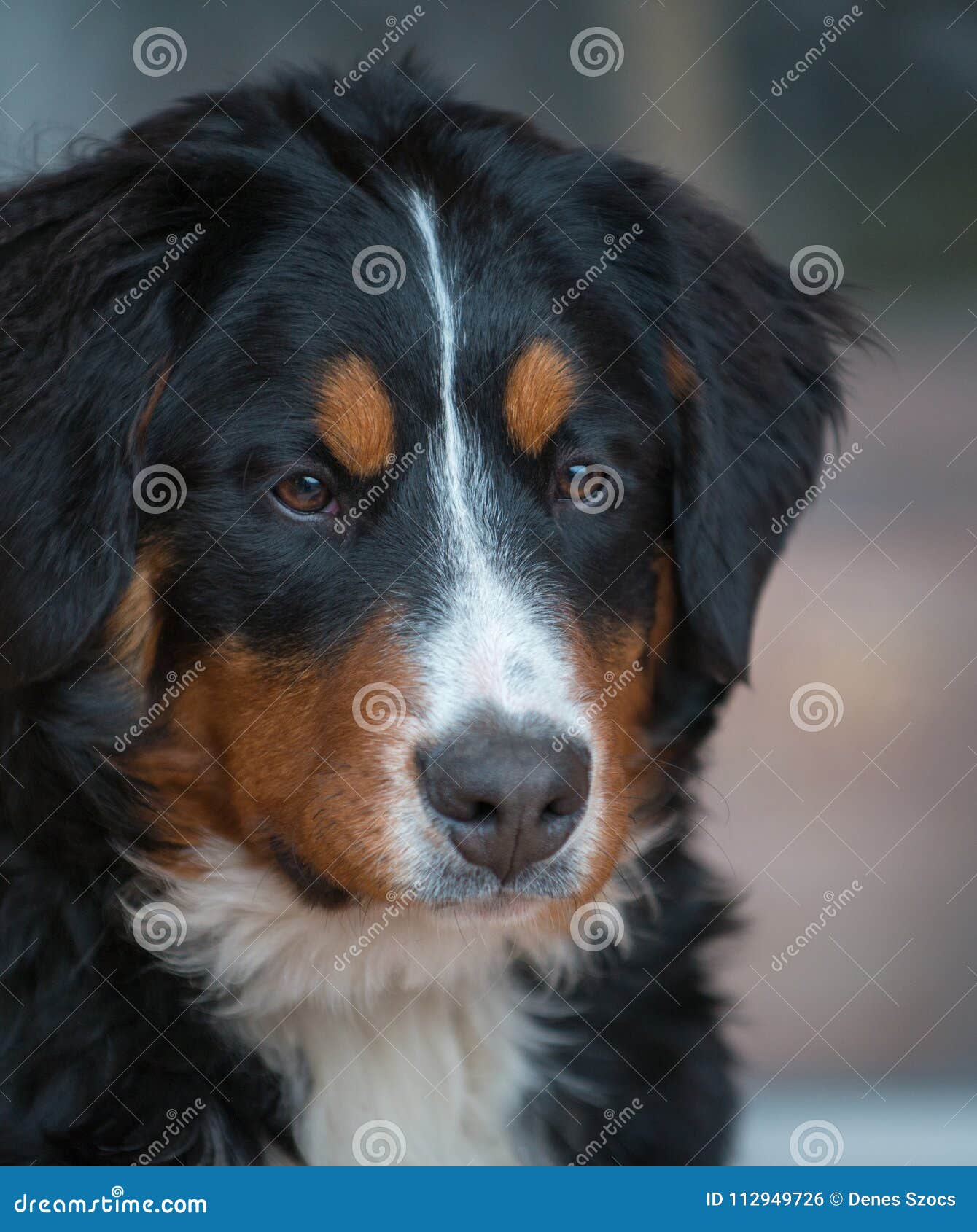 Bernese Mountain Dog Stock Photo Image Of Nice Pets 112949726
