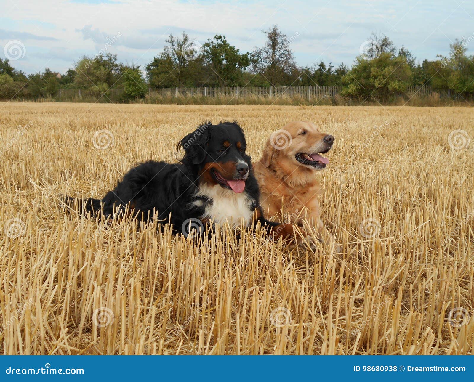 Bernese Mountain Dog And Golden Retriever In The Cornfield Stock Photo Image Of Nature Grain 98680938