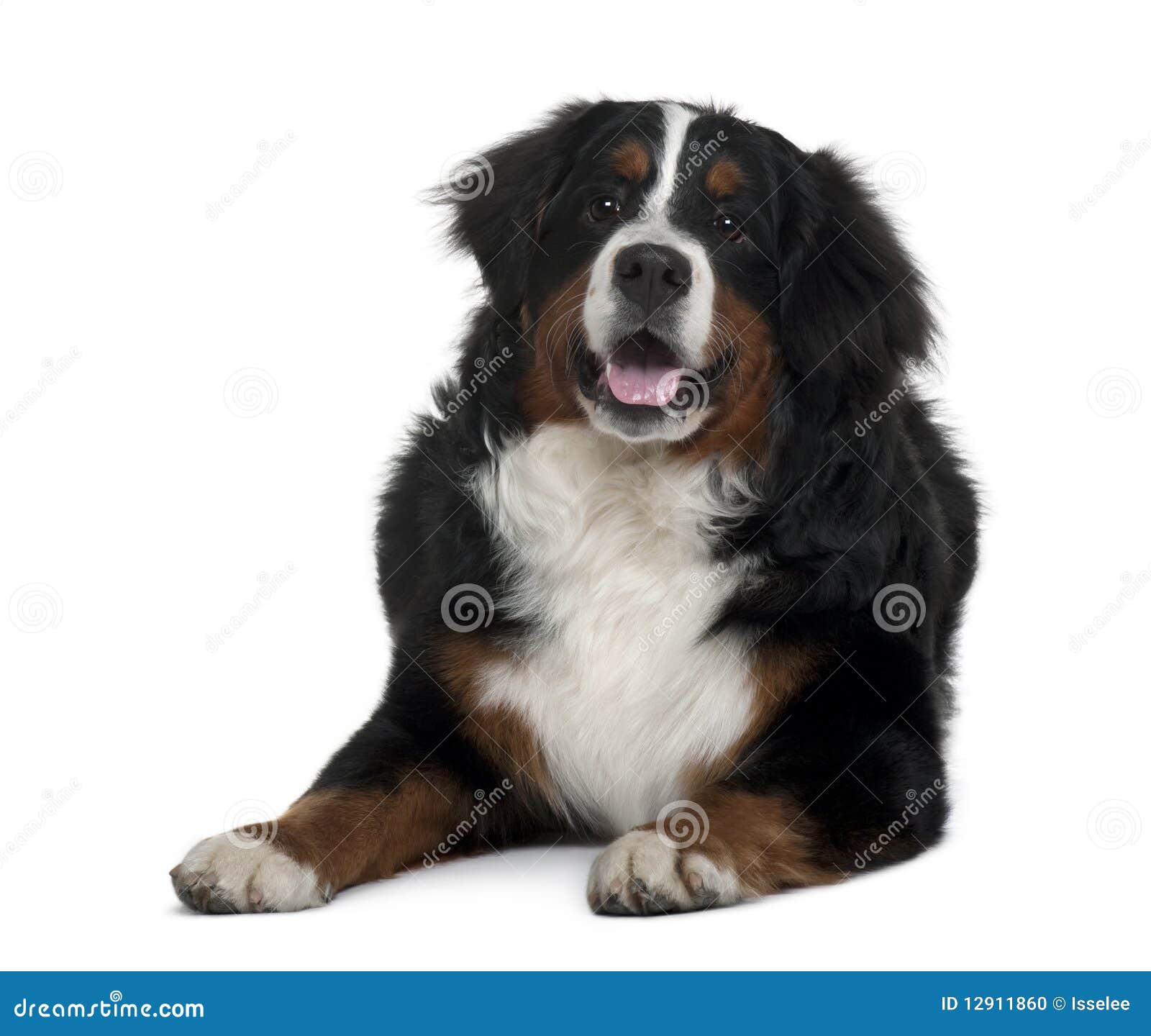 bernese mountain dog, lying down and panting