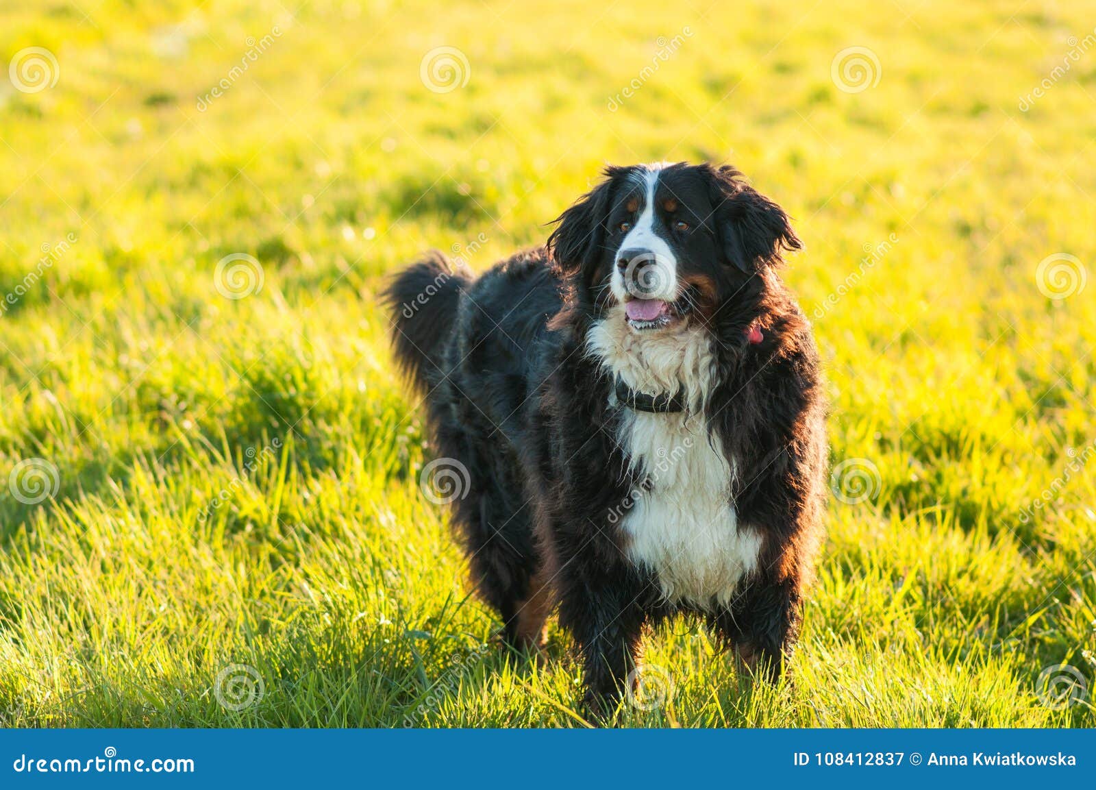 happy meadows mountain dogs