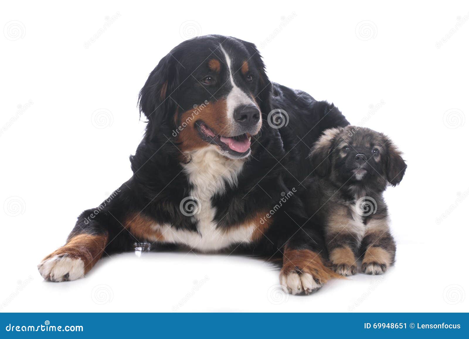Bernese Mountain Dog and Mixed Breed Puppy Stock Image Image of