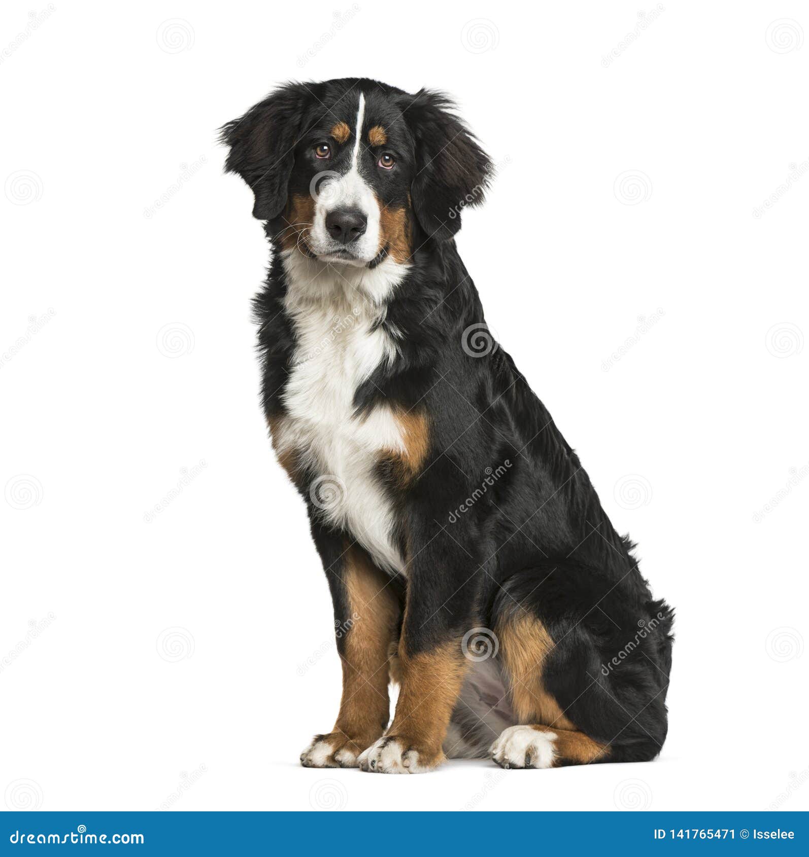 Bernese Mountain Dog, 6 Months Old Stock Image Image of vertical