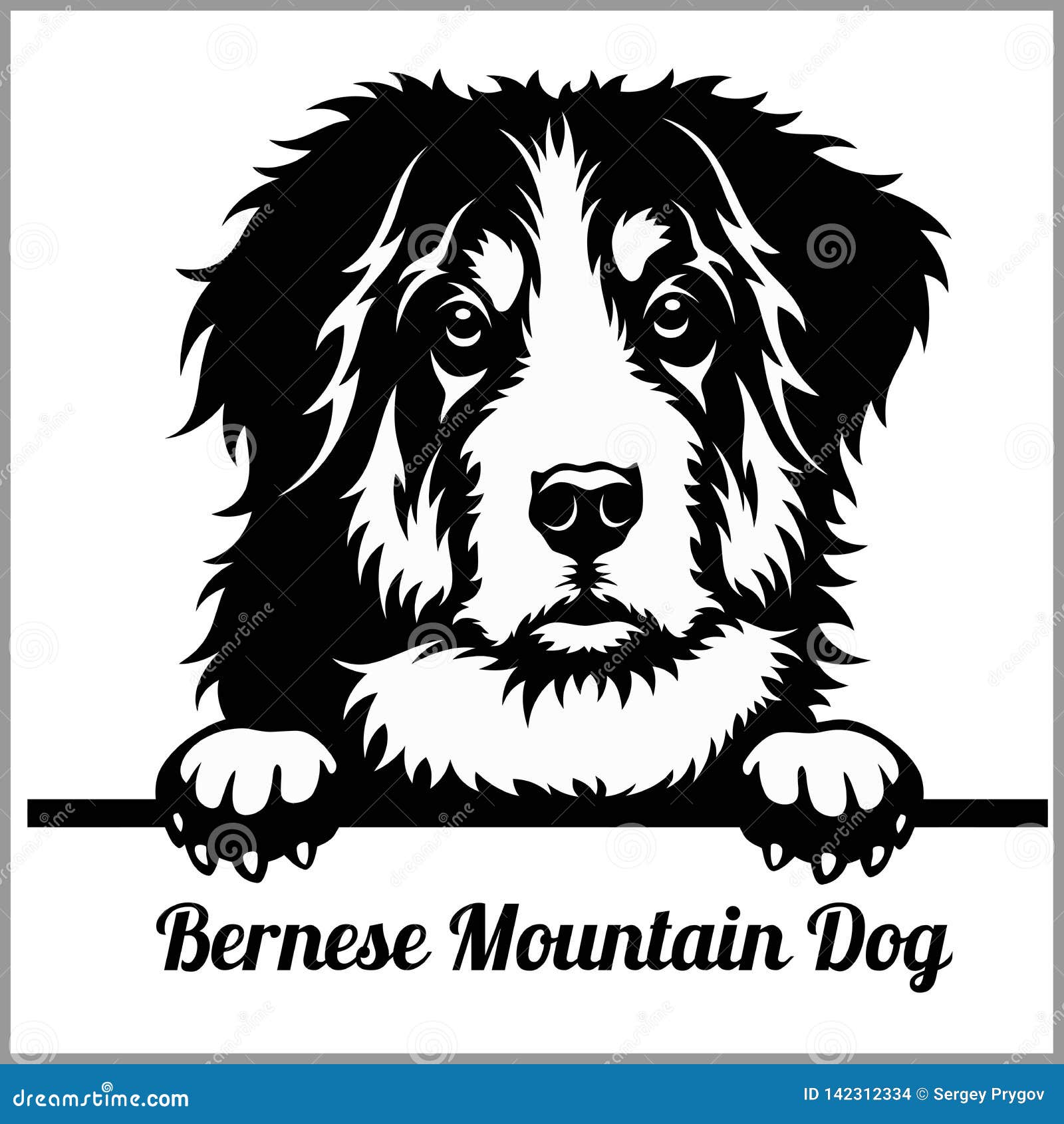 bernese mountain dog - peeking dogs - breed face head  on white