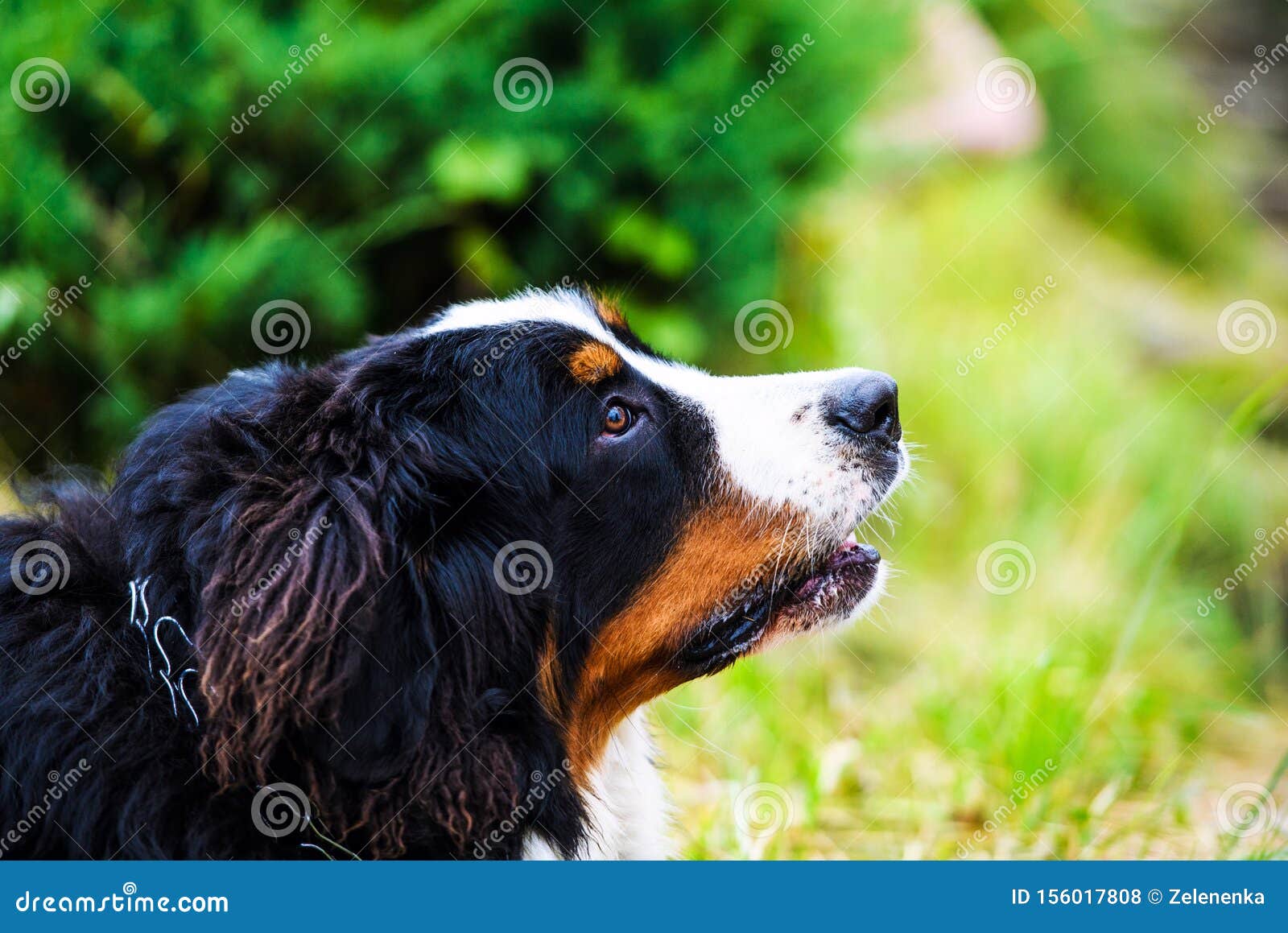 long haired bernese mountain dog