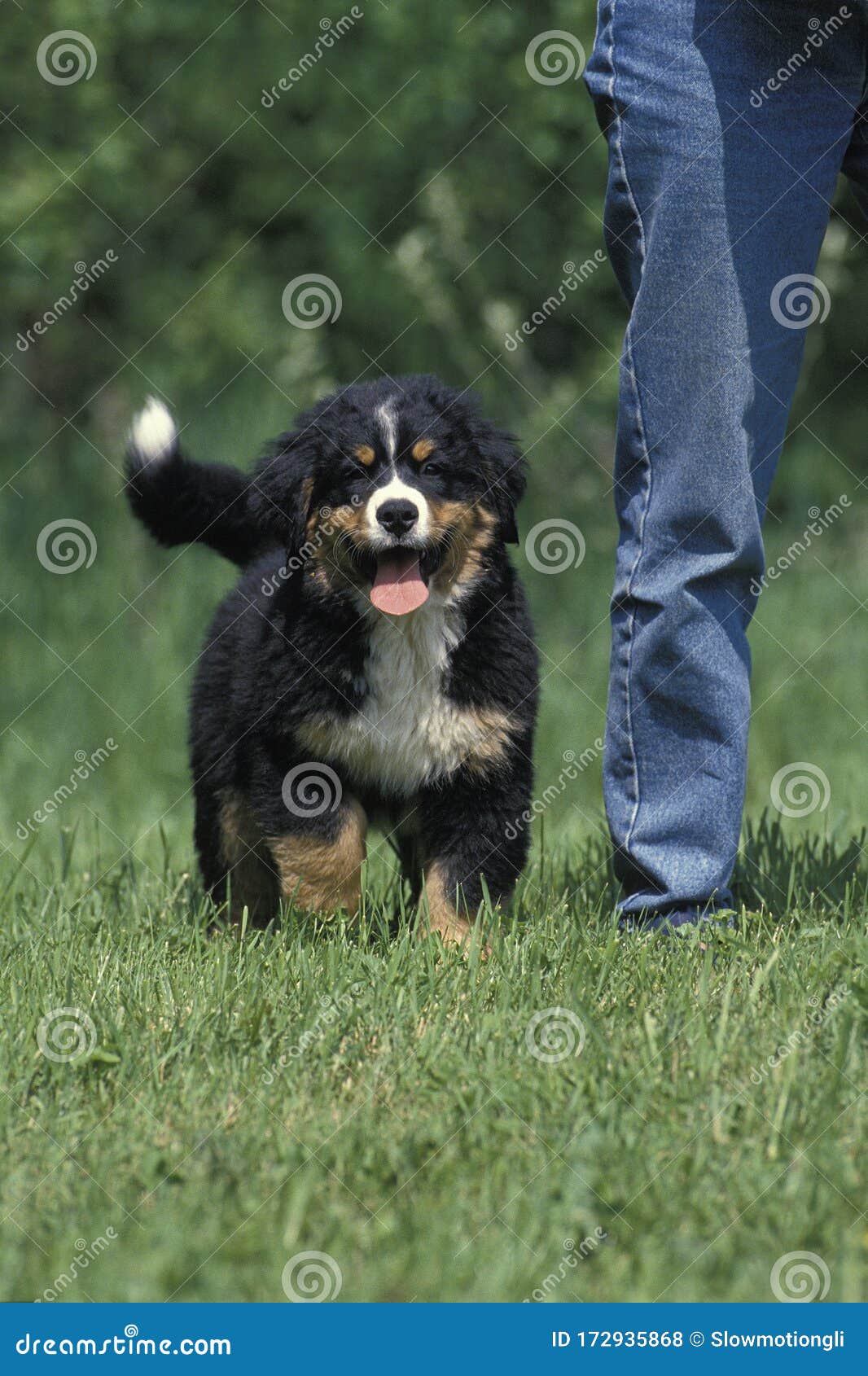 Bouvier Bernois Stock Photo Image Of Person Released Bouvier Bernois Stock Photo Image Of Person Released