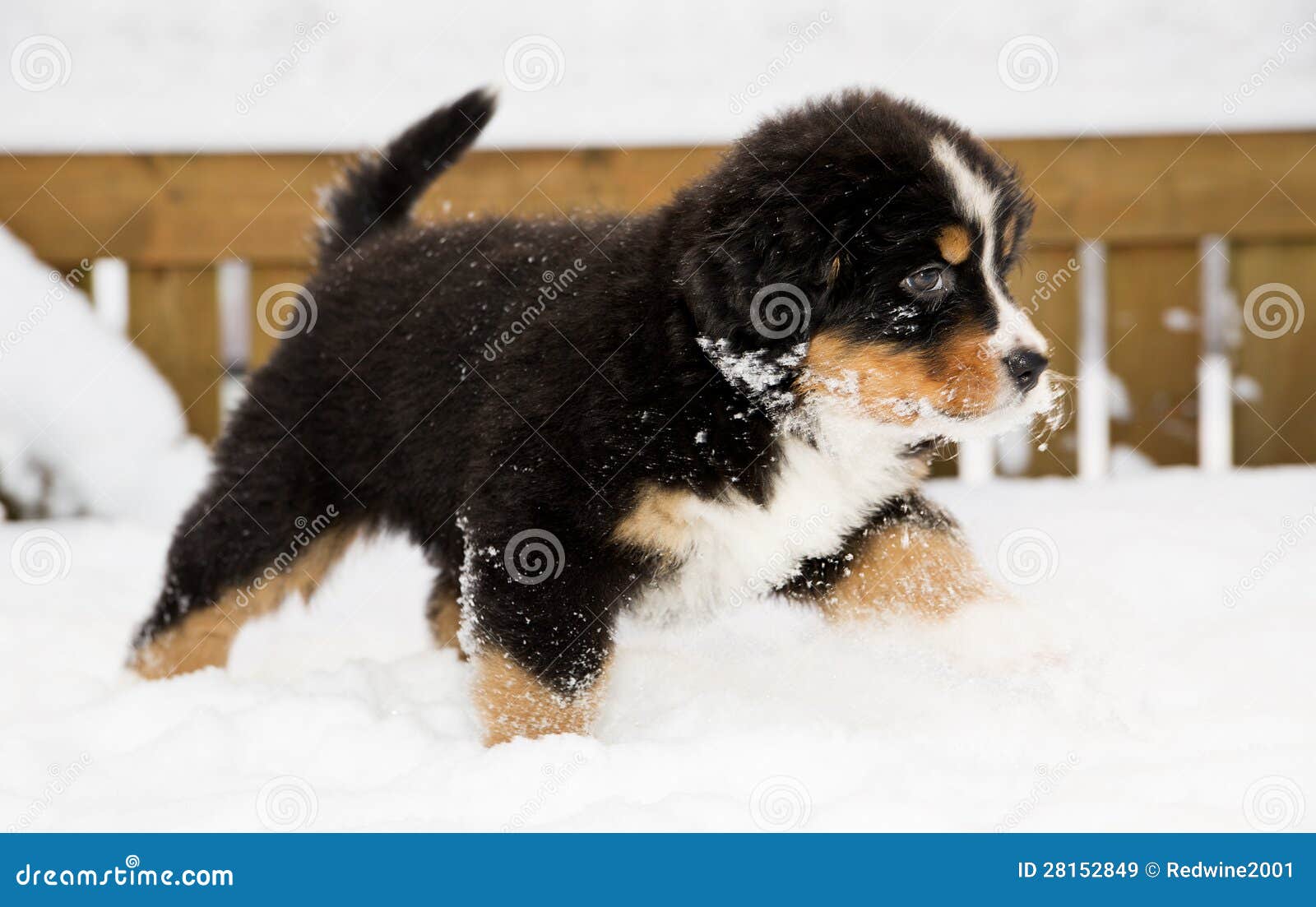 Bernese Mountain Dog Puppet Run through Snow Stock Image Image of