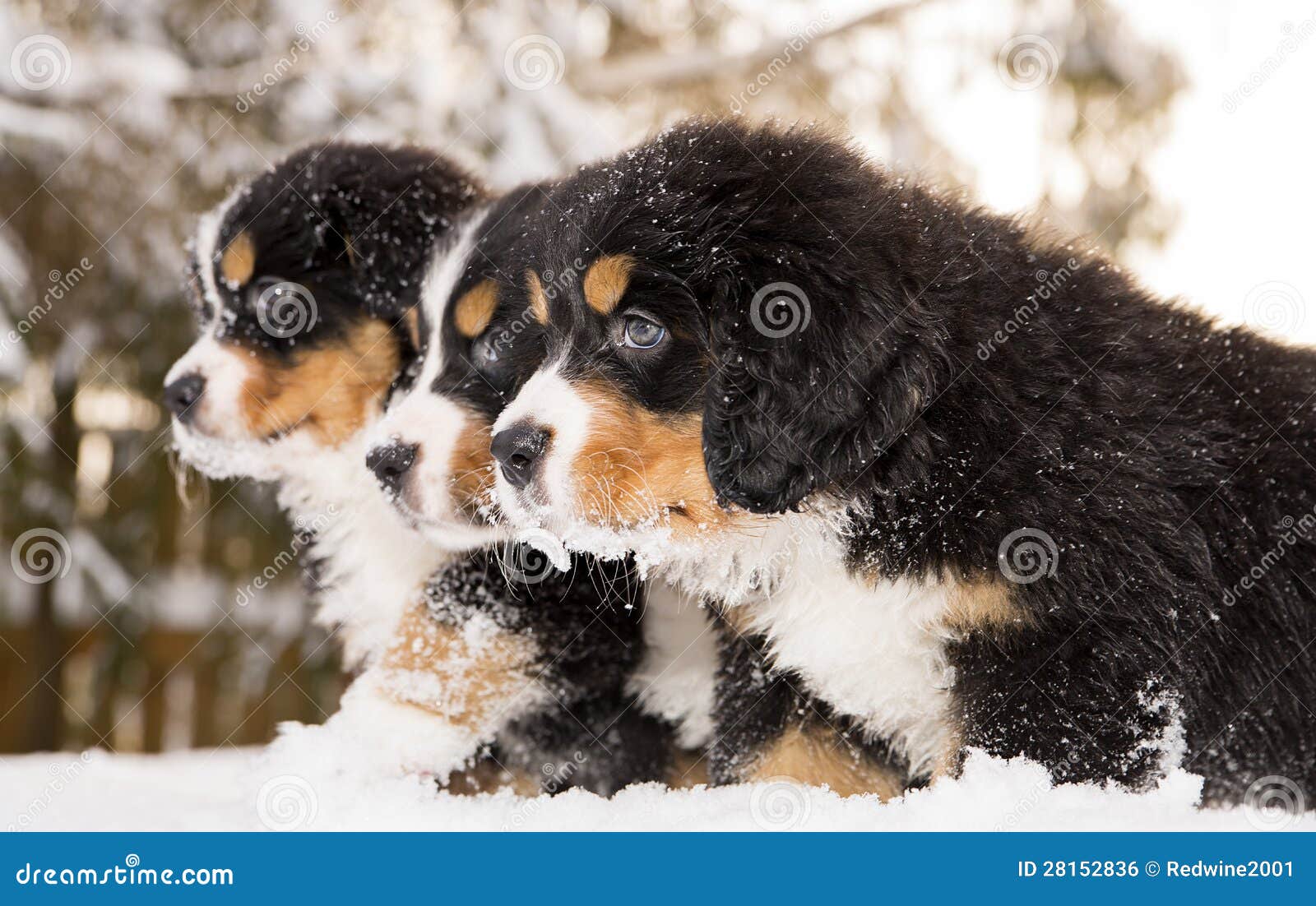 Bernese Mountain Dog Puppets Ready Play Game Stock Photo Image of