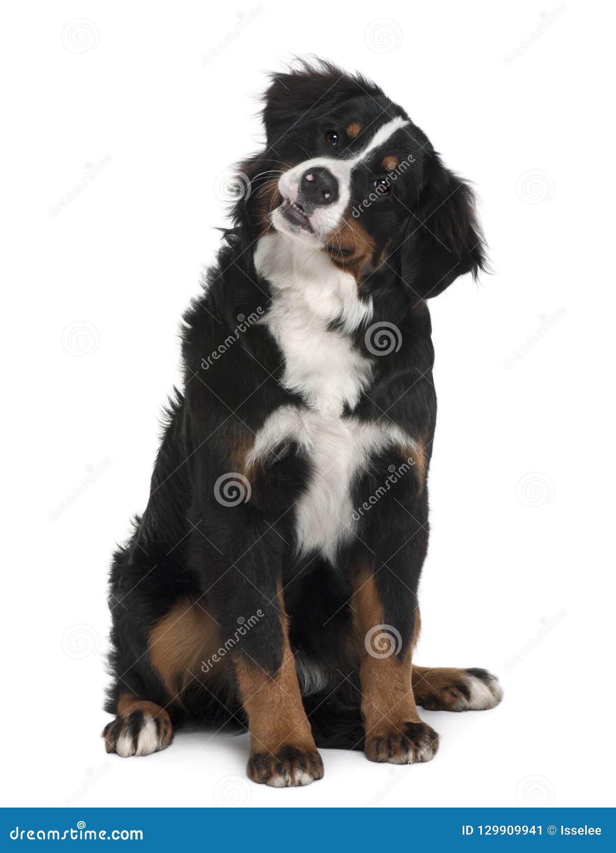 bernese mountain dog puppy white