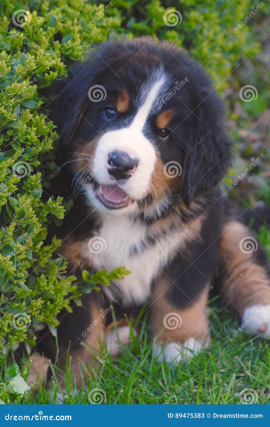 bernese mountain dog 8 weeks