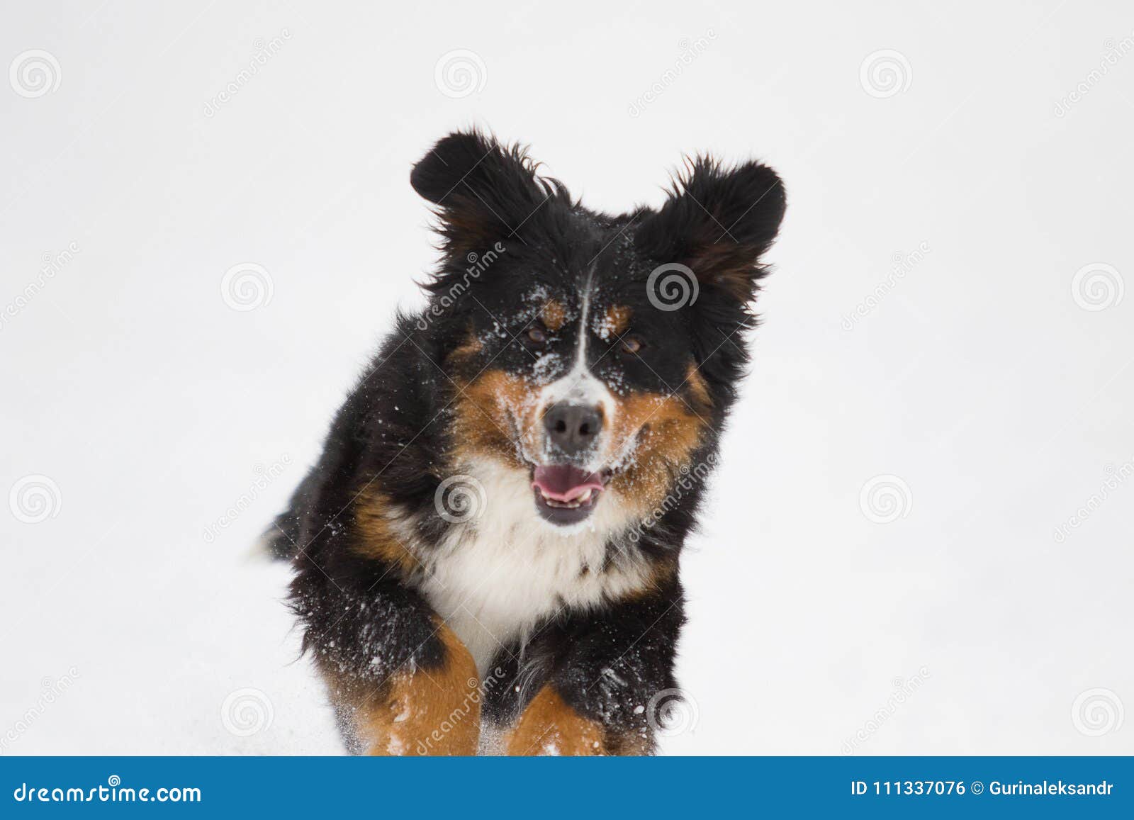 Bernese Mountain Dog in the Snow in Winter Stock Photo Image of