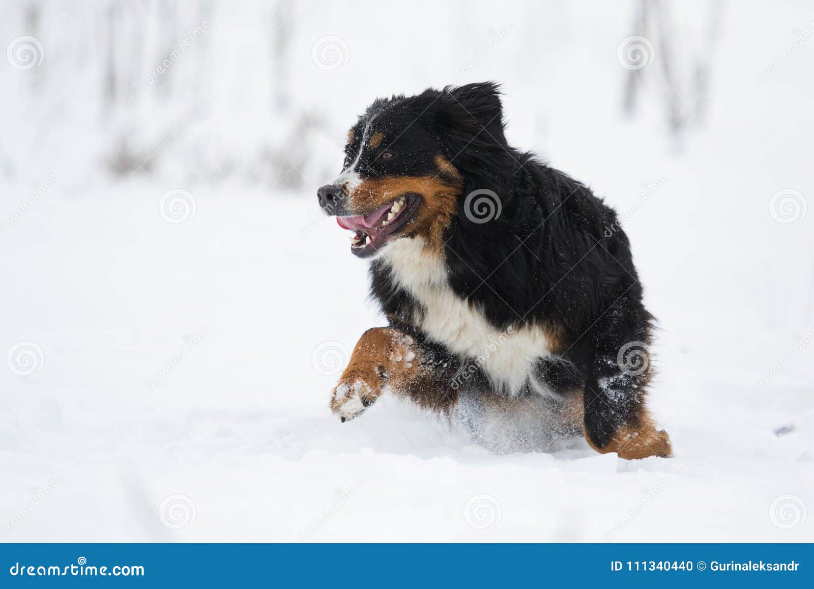 Bernese Mountain Dog in the Snow in Winter Stock Photo Image of park