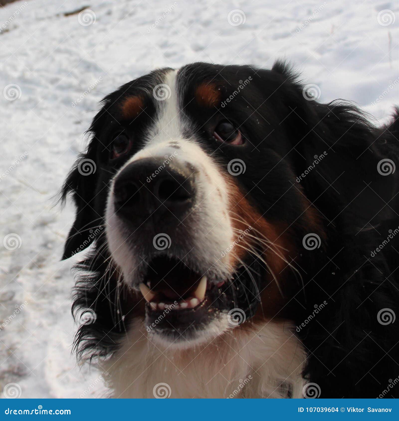 bernese mountain dog on a walk in the park.