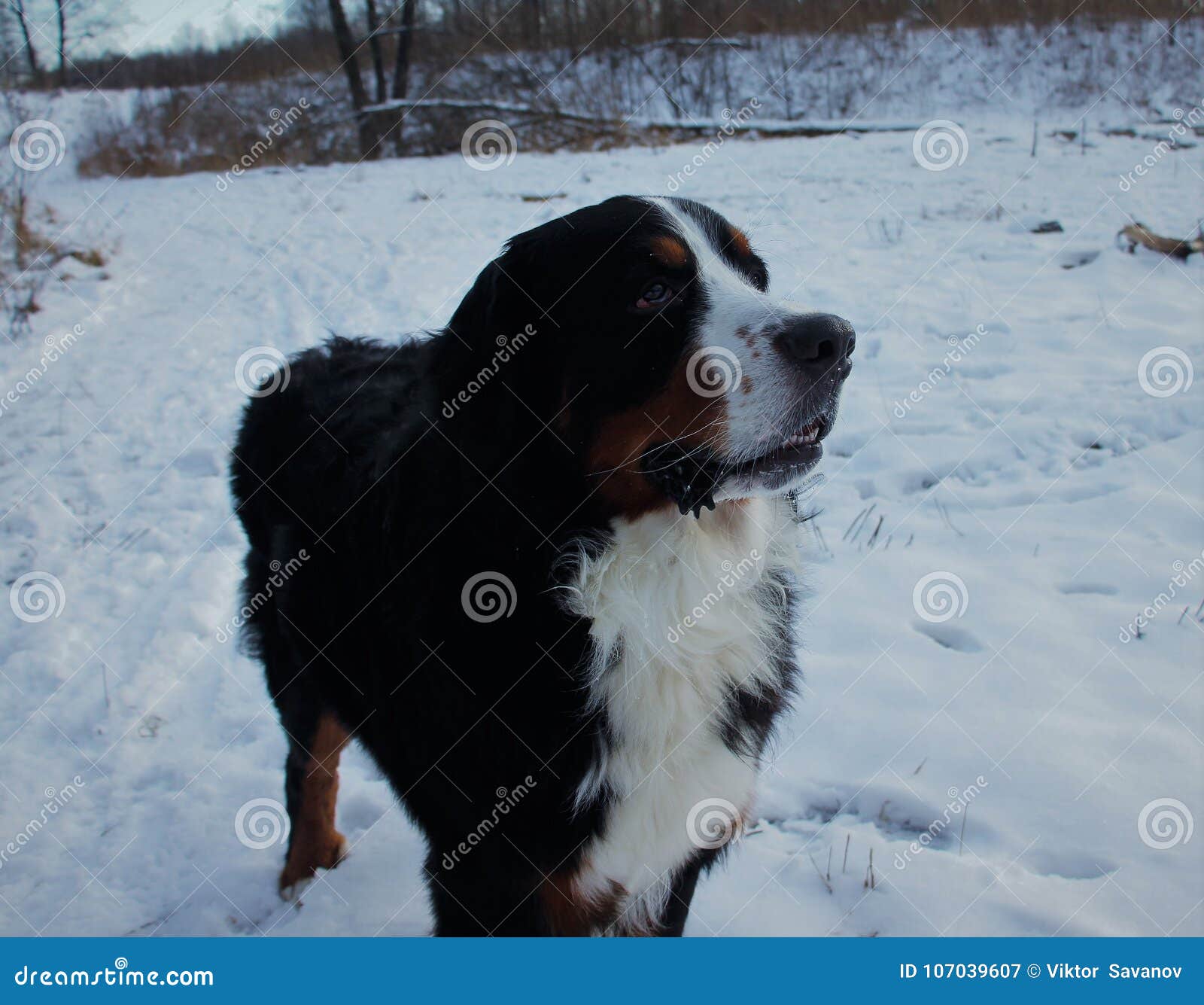 bernese mountain dog on a walk in the park.