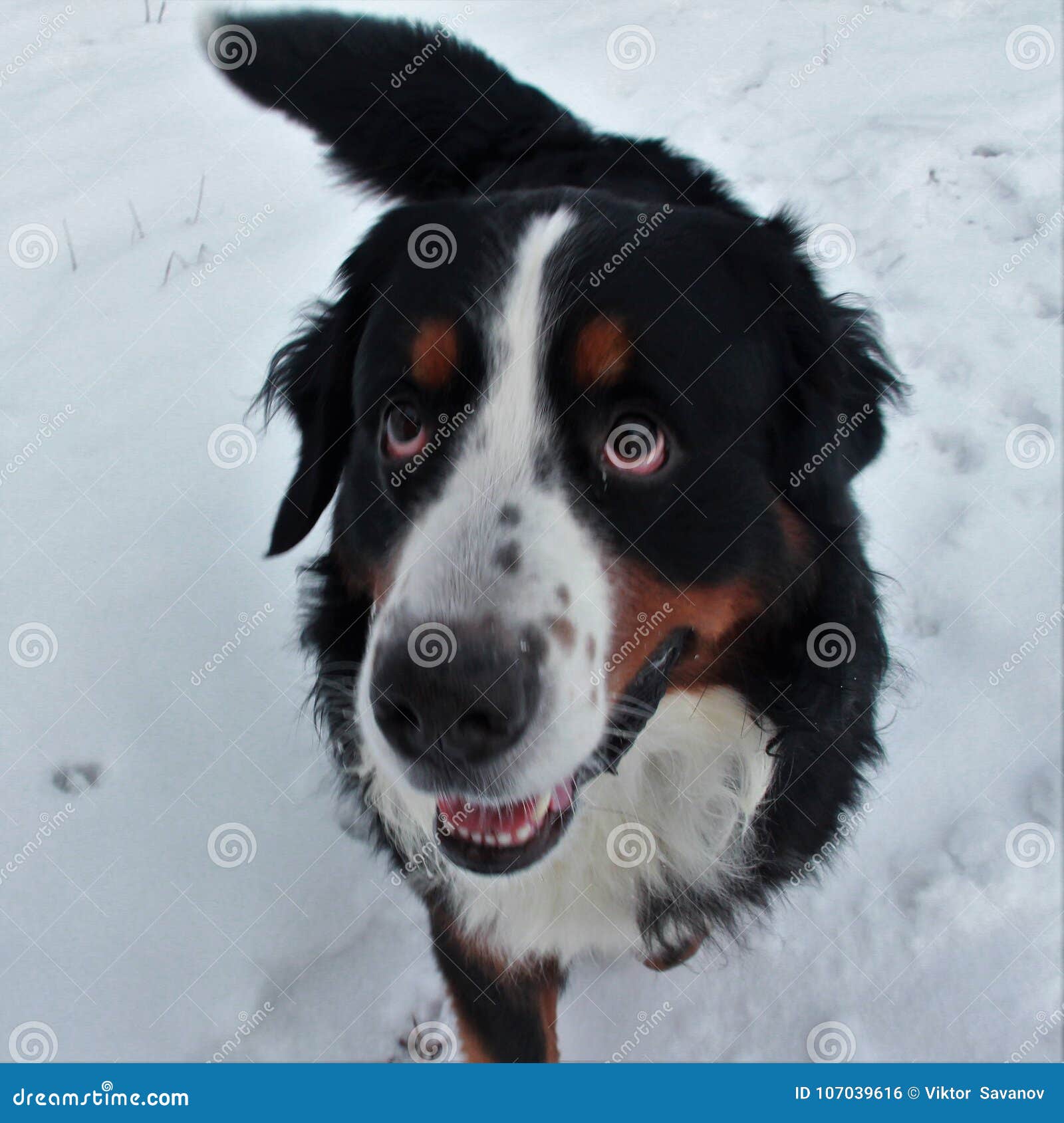 bernese mountain dog on a walk in the park.