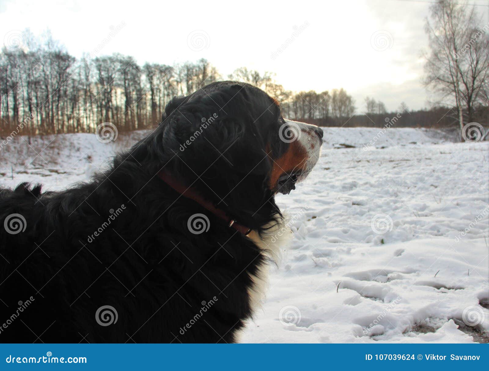 bernese mountain dog on a walk in the park.