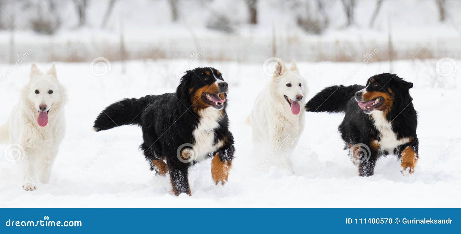 shepherd bernese mountain dog