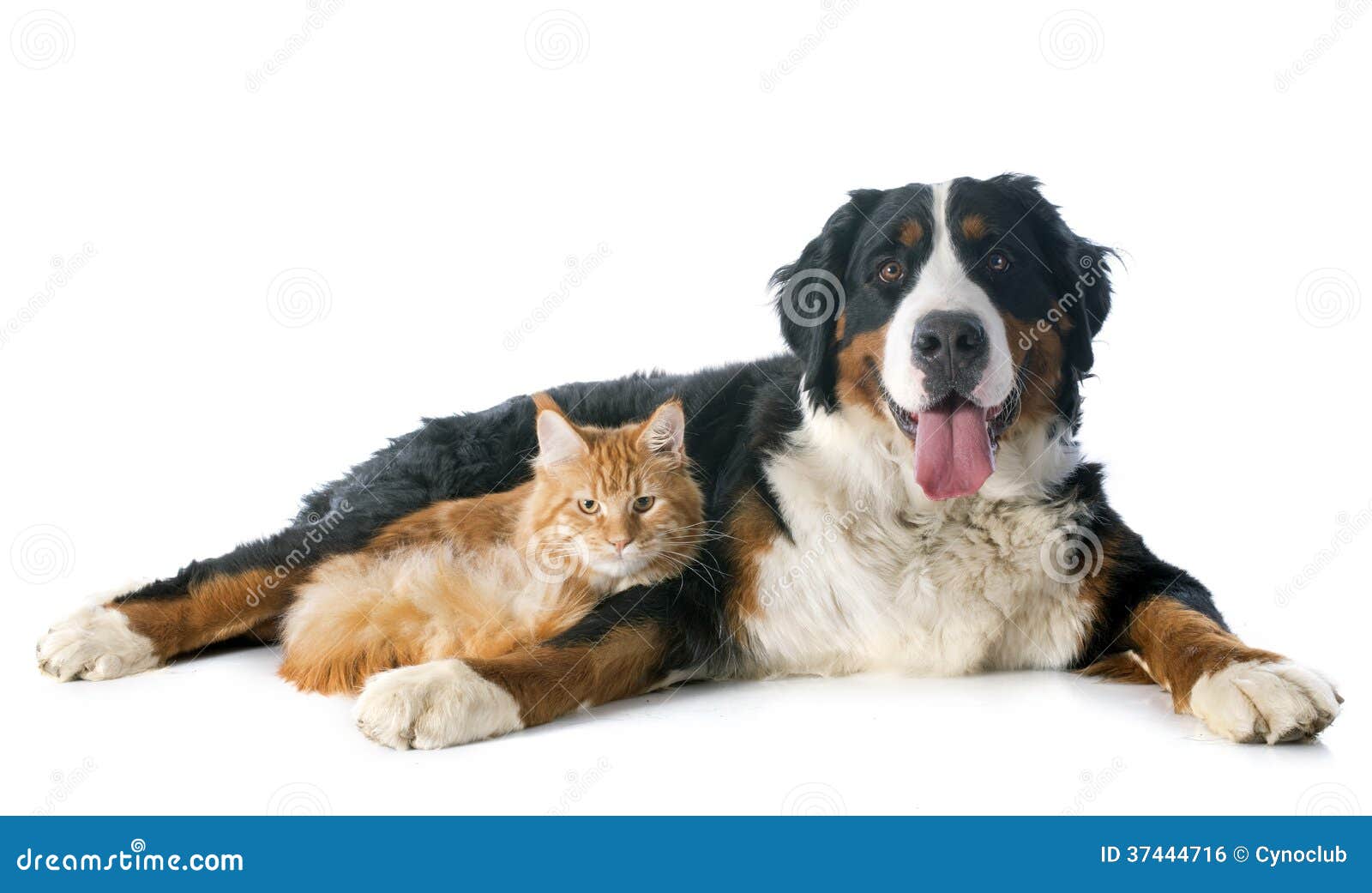bernese mountain maine bernese moutain and cat royalty free stock image image 37444716 bernese mountain maine bernese moutain and cat royalty free stock image image 37444716