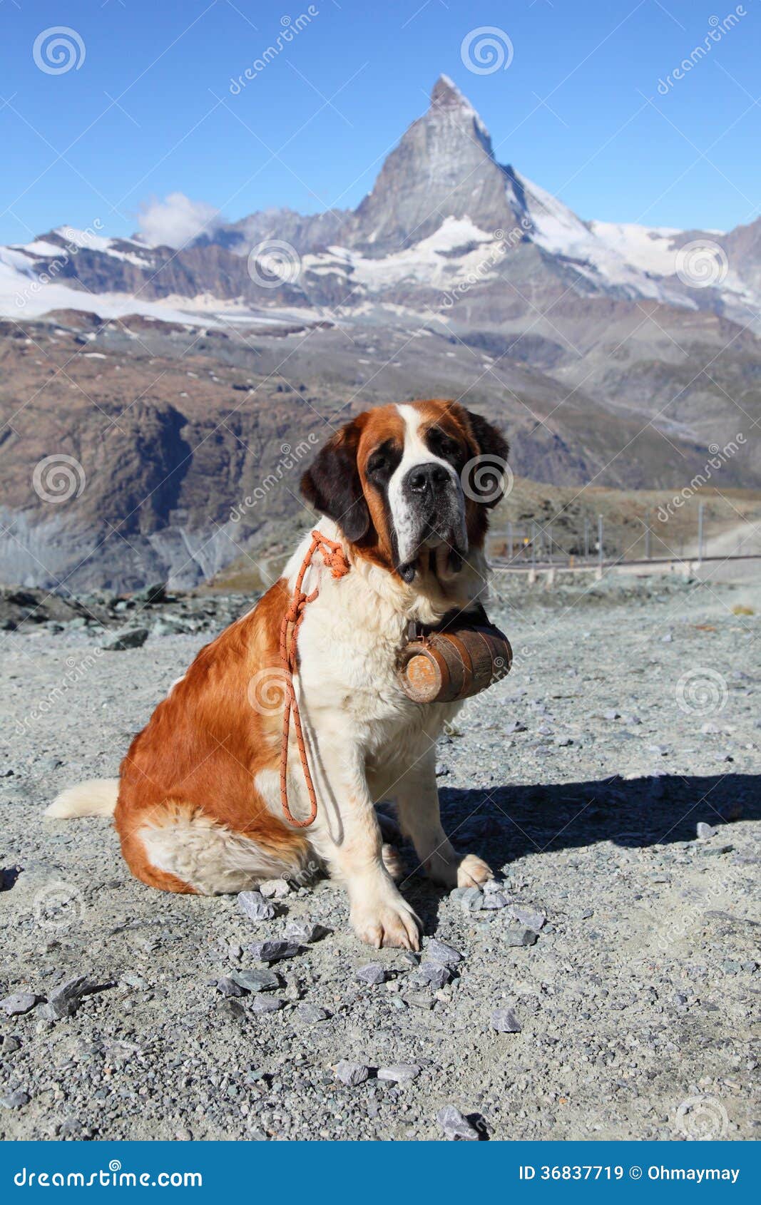 Bernhardiner-Hund Auf Matterhorn-Berg Stockbild - Bild von heiliger,  bernard: 36837719