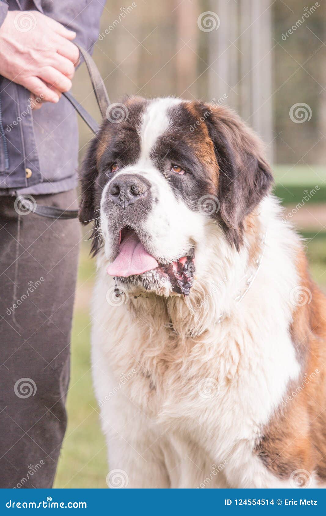 BernhardinerHund, Der In Belgien Wohnt Stockfoto Bild von hund