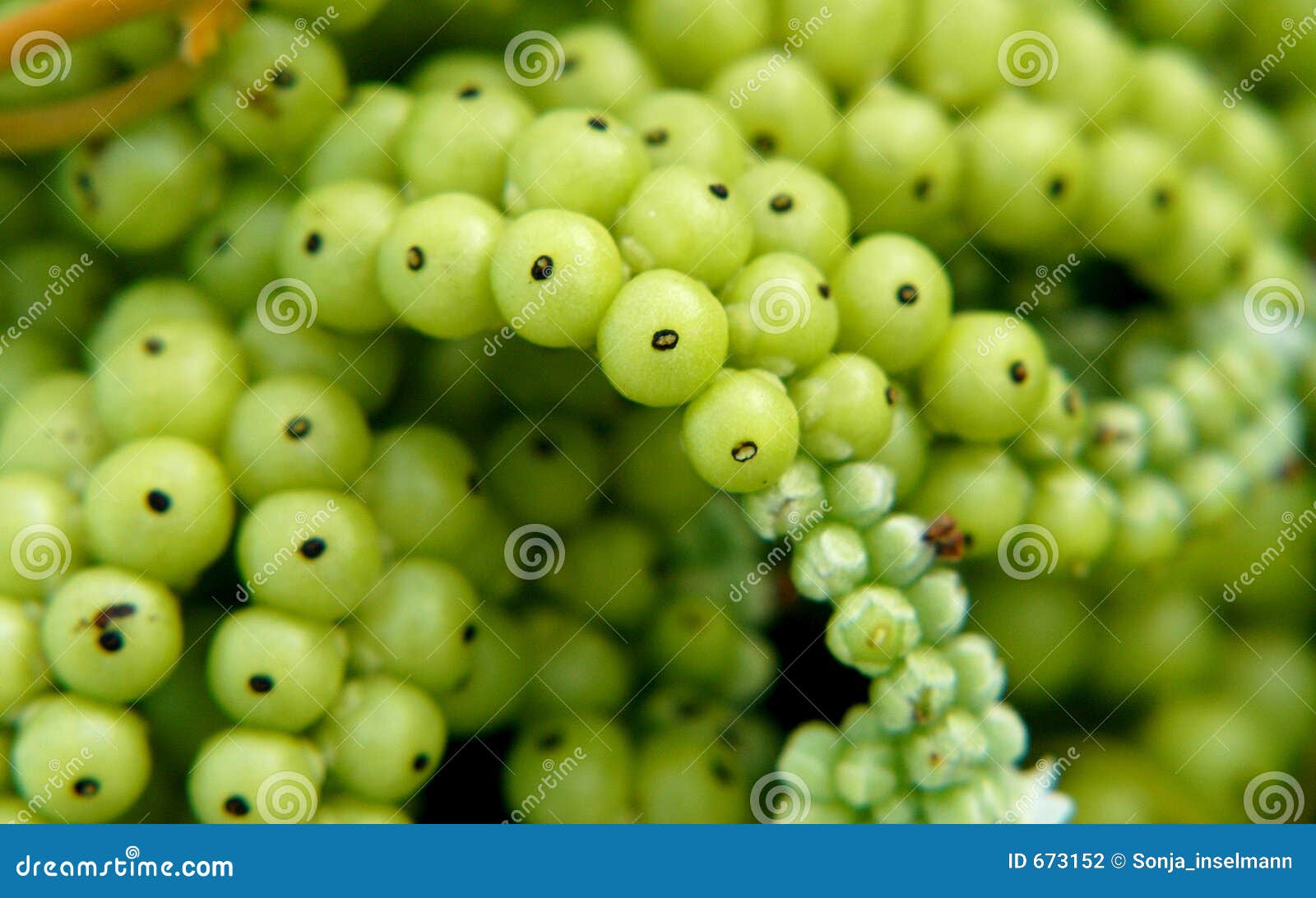 Berries stock photo. Image of berry, health, green, plant 673152