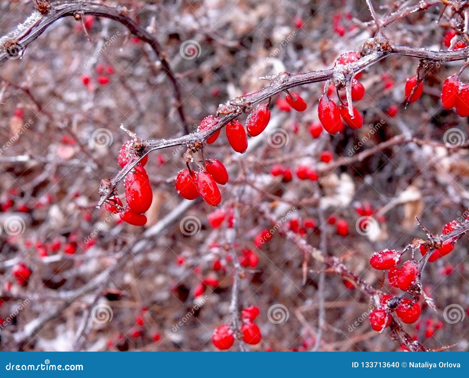 Berries of Barberry Tunberg Stock Photo - Image of covered, barberry ...