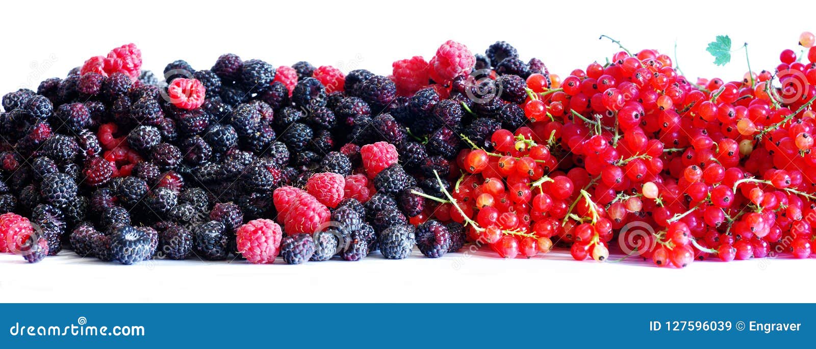 Berries of Blackberries and Currants Stock Image Image of redcurrant