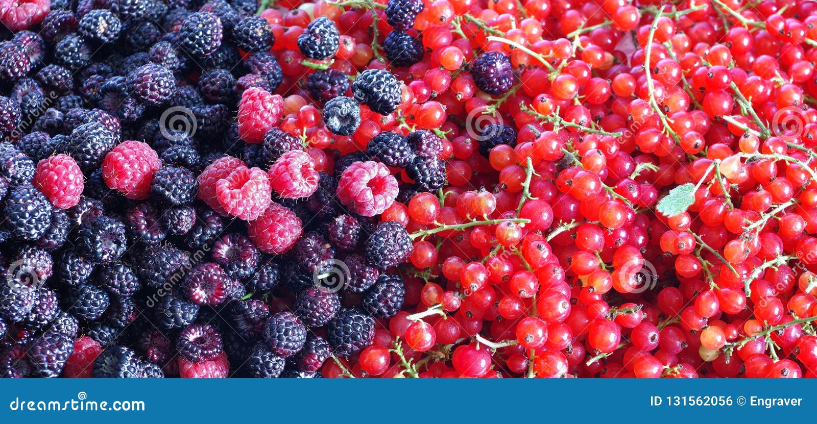 Berries of Blackberries,raspberries and Currants Stock Photo Image of