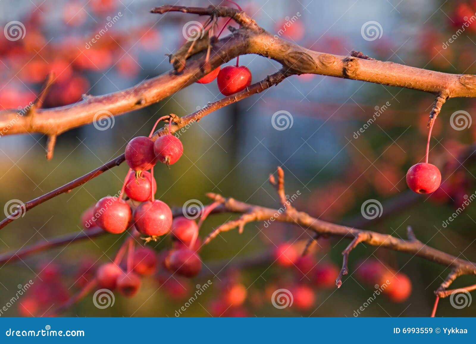 Berries on a branch. stock image. Image of park, beauty - 6993559