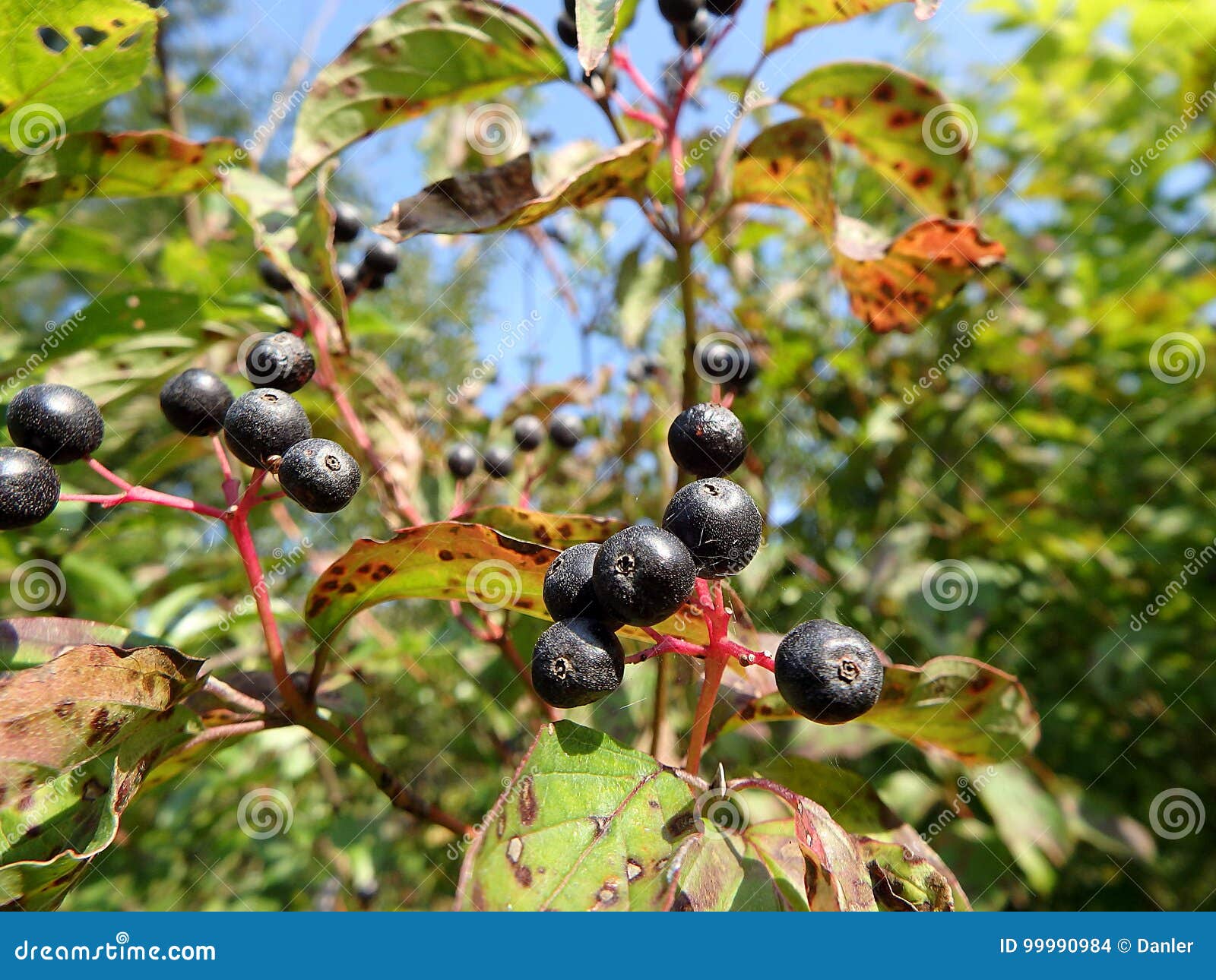 Berries of common dogwood stock photo. Image of health 99990984