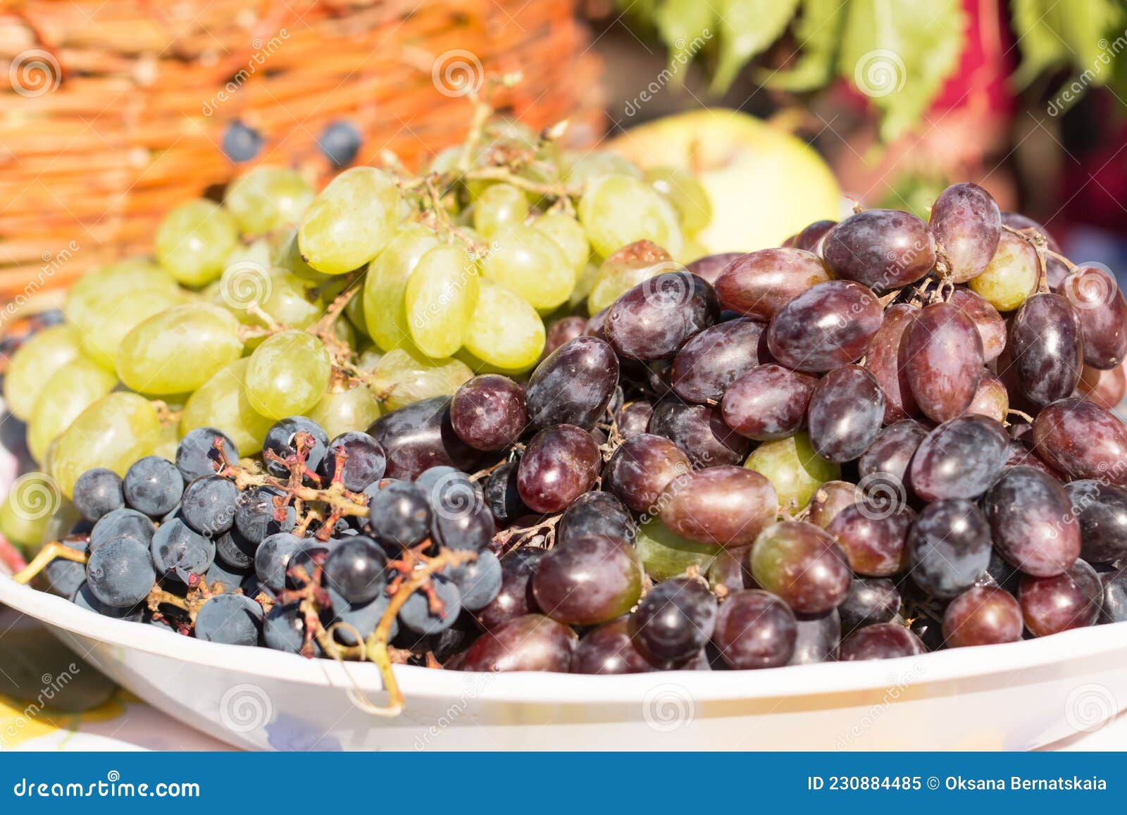 Berries of Grapes Different Colors Stock Image Image of nature, wine