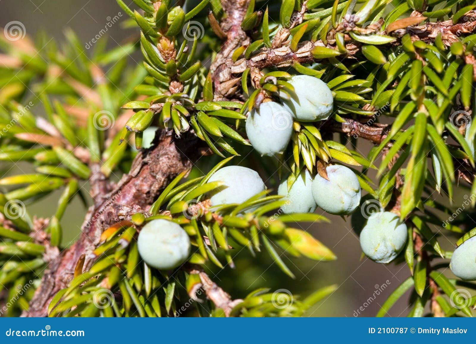 Berries of a juniper stock image. Image of catch, russia 2100787
