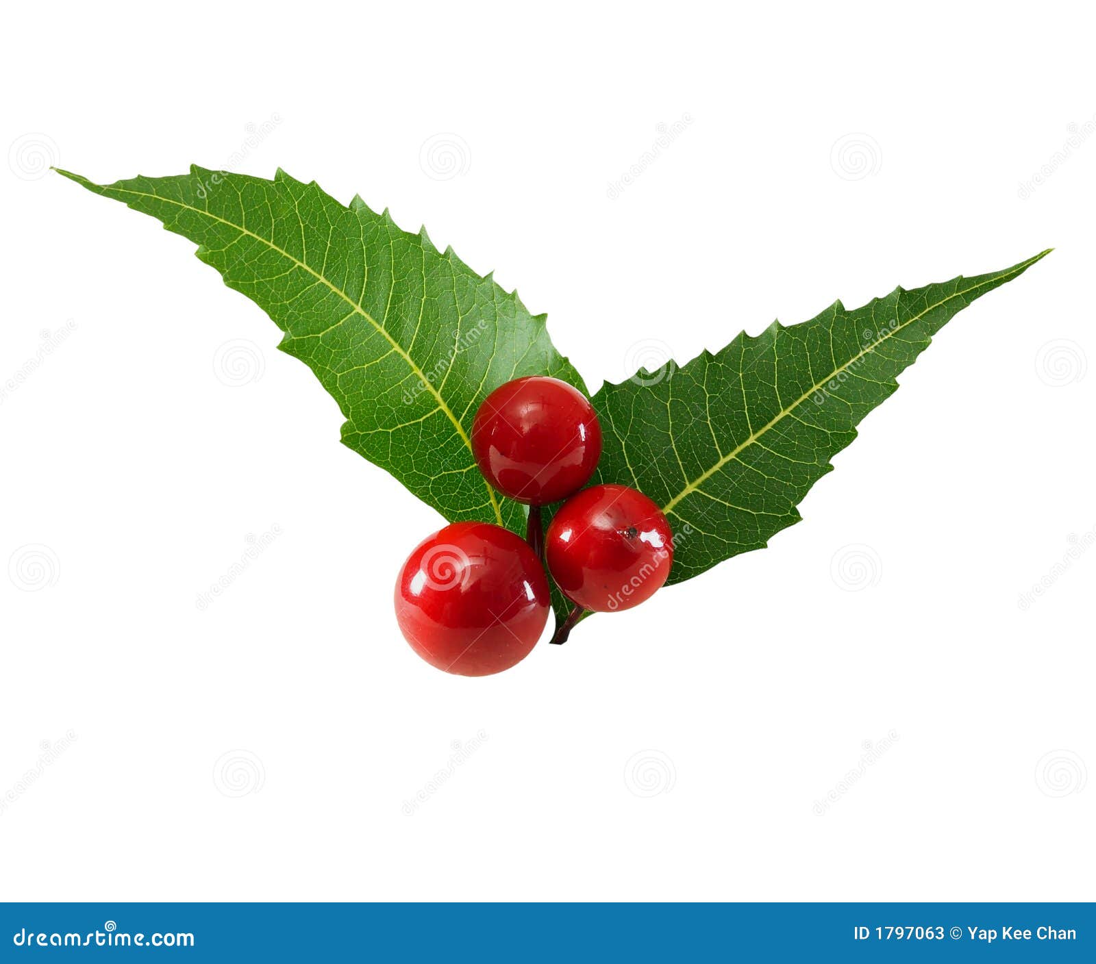 Berries and leaves stock image. Image of white, special 1797063