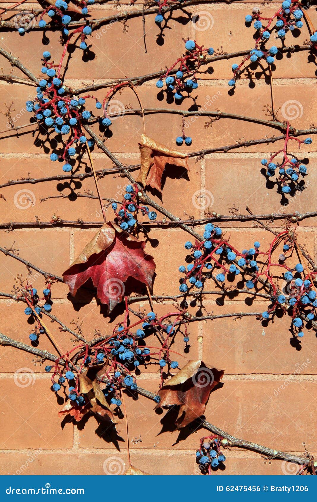 berries and leaves on vine