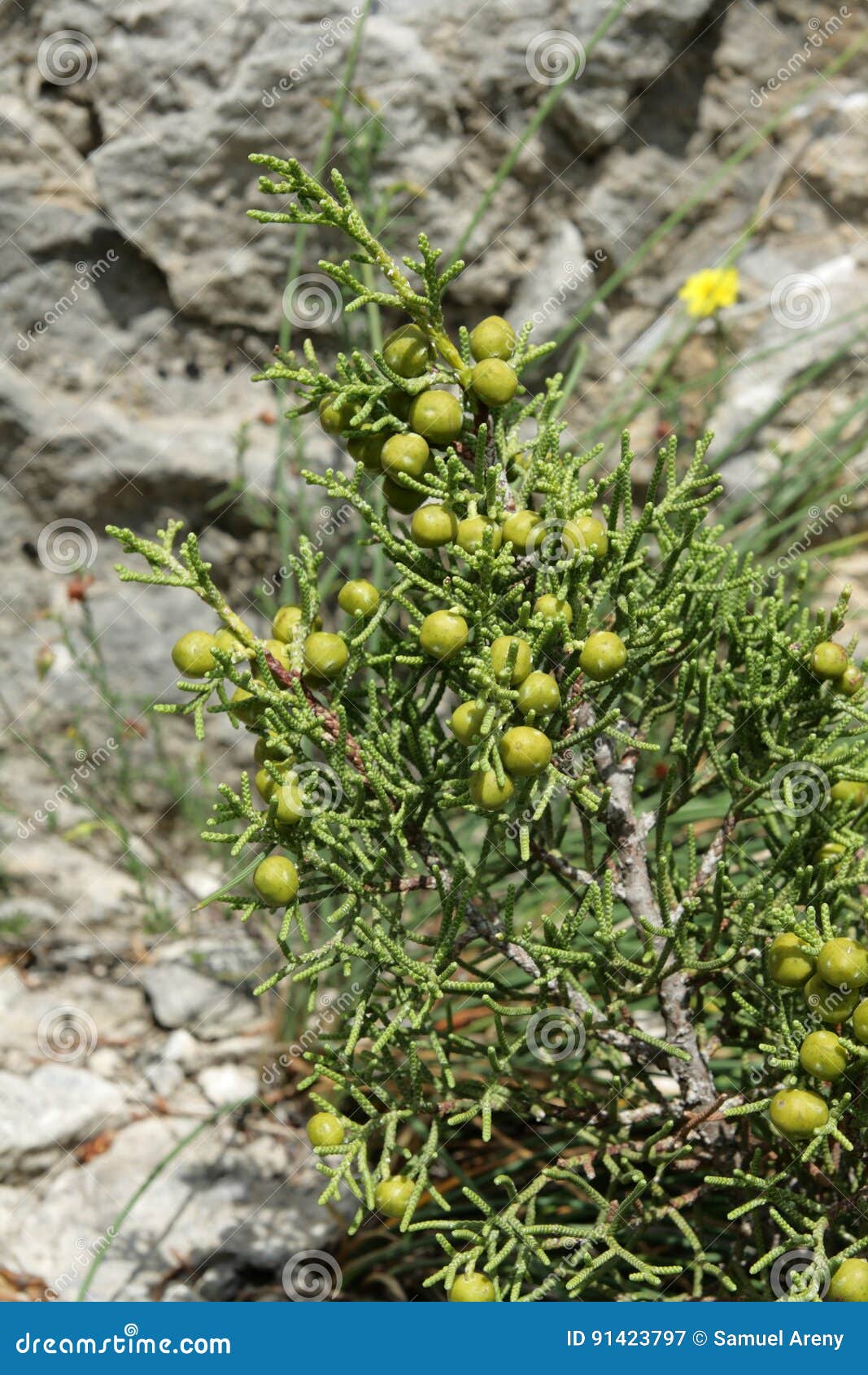berries of phoenicean juniper or arar
