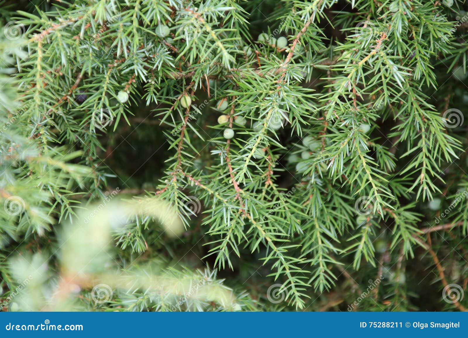 Berries Ripen on the Juniper. Stock Image Image of close, herb 75288211