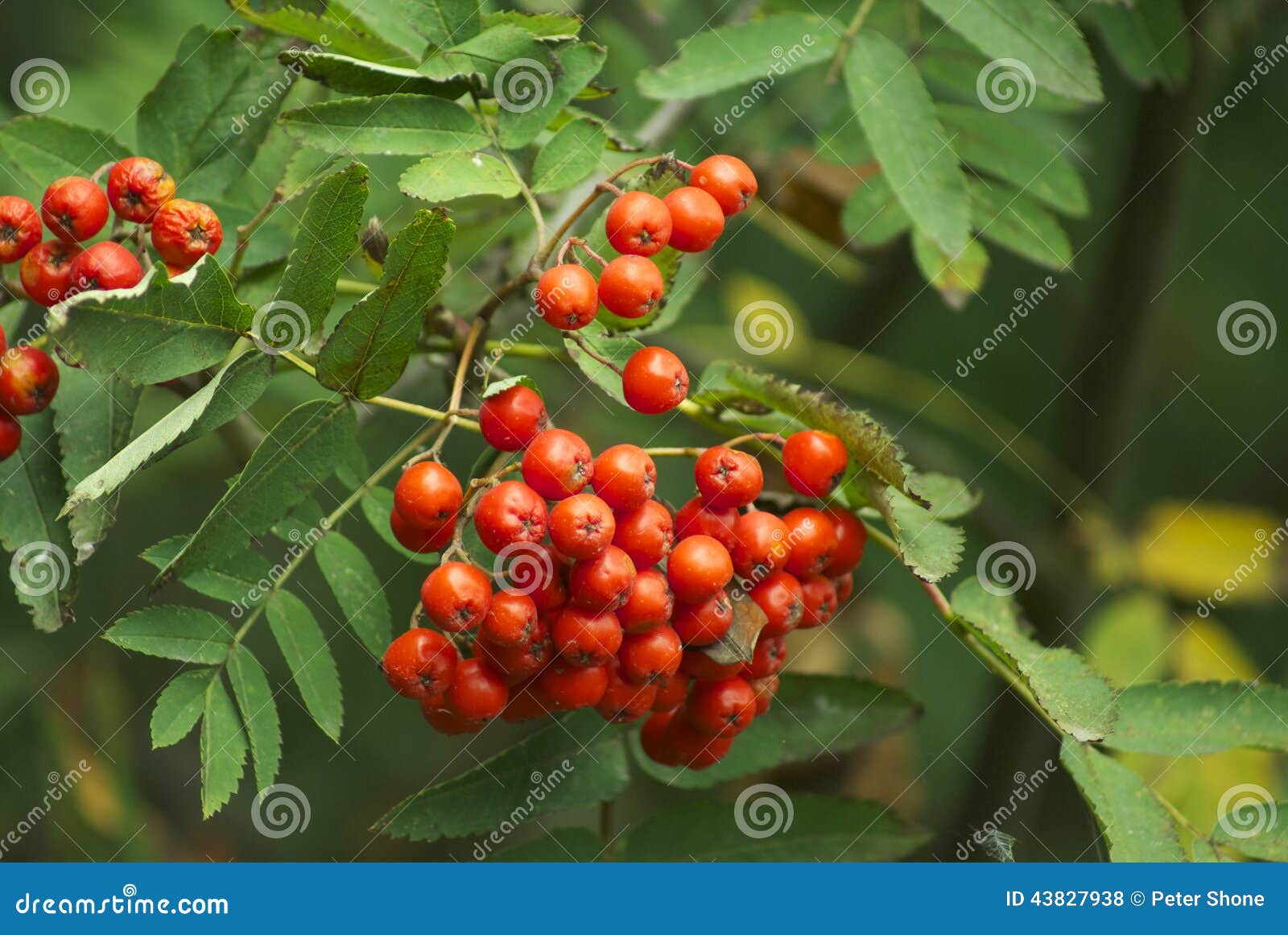 berries on a rowan tree