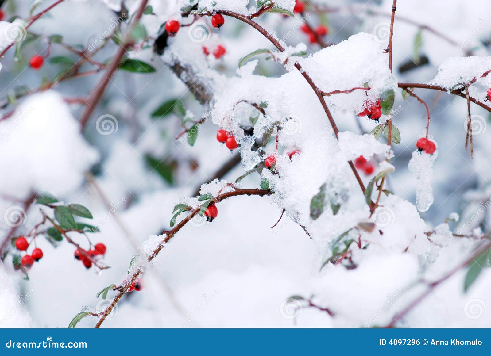Berries and snow stock photo. Image of macro, christmas 4097296