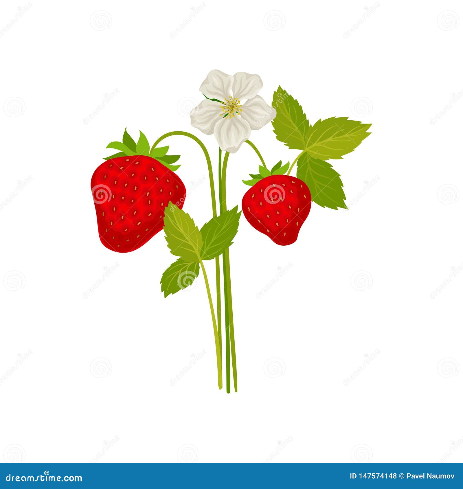 Berries and Strawberry Flower on the Stem. Vector Illustration on White